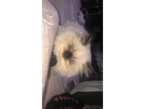 British longhair kedilerimiz 45 günlük