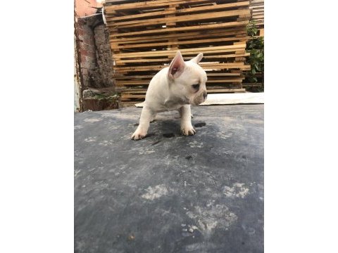 Platinyum french bulldog