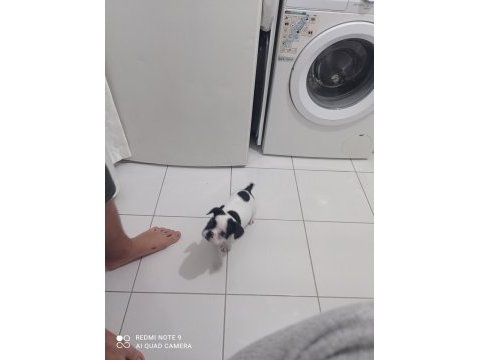 French bulldog 3 aylık