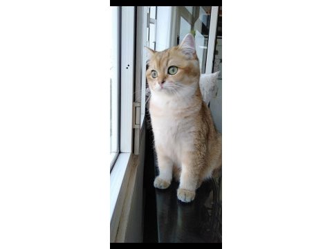 3 yaşında british shorthair şecereli dünya güzeli dişi