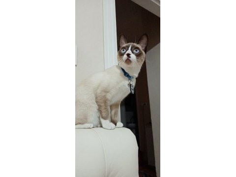 Karayak cinsi 3 yaşında dişi kedimiz