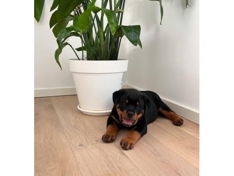 Can dostunuz rottweiler kapıda ödeme mevcuttur