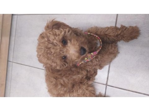 Toy poodle 3 aylık erkek
