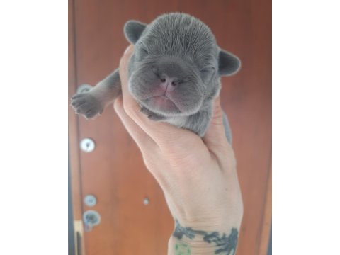 Fluffy ve isabella taşıyıcı exotic french bulldog yavrular