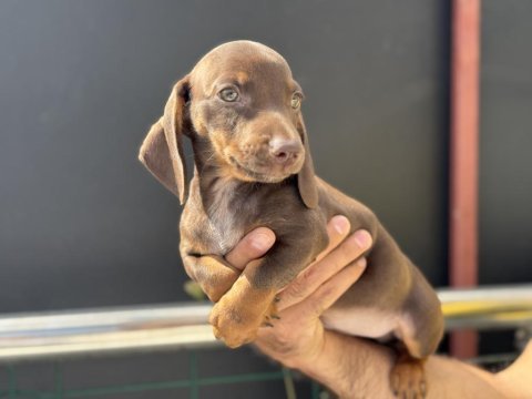 Petmode köpek çiftliğinden dacshund yavrumuz