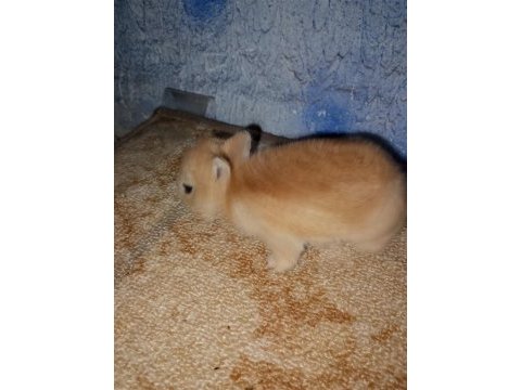 Netherland dwarf hollanda cücesi tavşan