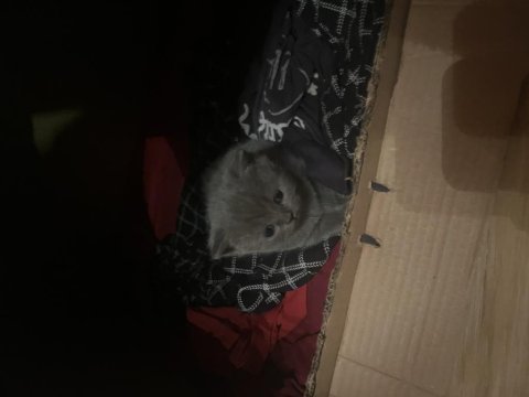 Kedimiz tom sahiplendirmek istiyorum