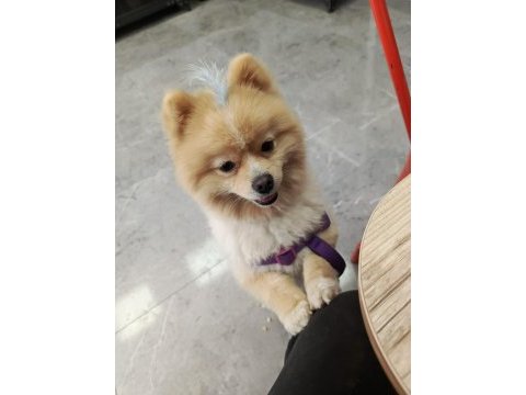 1 yaşında damızlık pomeranian boo