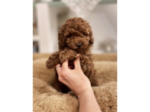 Orjinal toy poodle