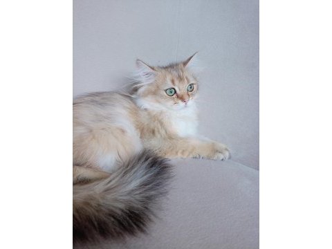 Golden british longhair 3 aylık