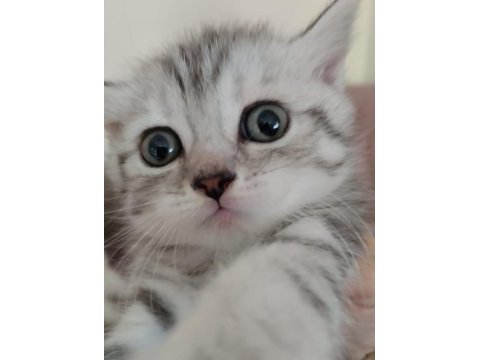 Muhteşem yavrular british shorthair
