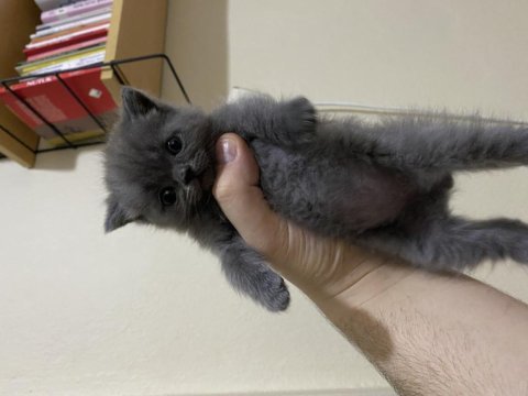 55 günlük erkek british shorthair