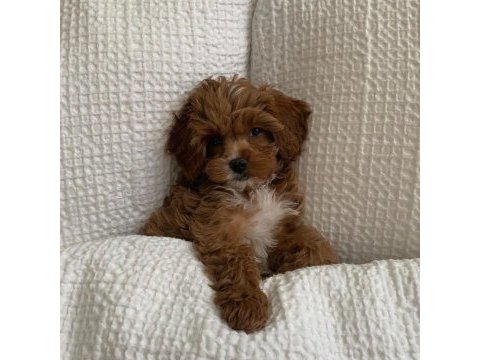 Sevimli toy poodle yavrularımız