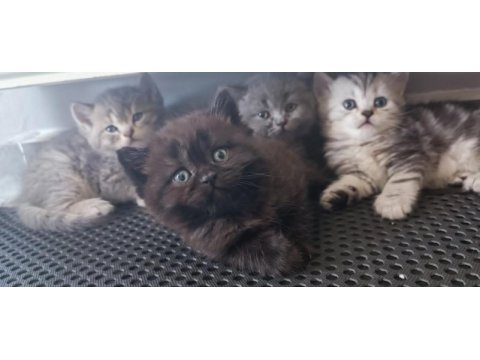 Oyuncu safkan yavru kediler