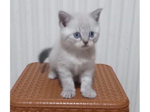 2 aylık erkek blue point safkan scottish straight yavrular