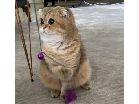 Scottish fold erkek