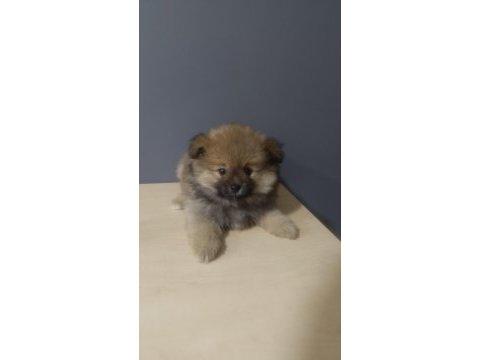 Pomeranian spitz