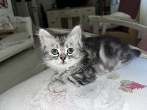 British yavru kedilerimiz