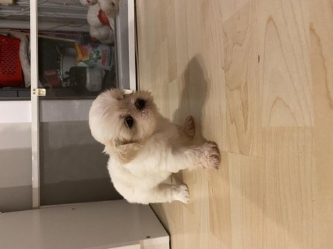35 günlük shih tzu yavrular