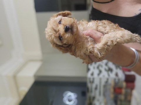 Olağanüstü güzellikte maltipoo