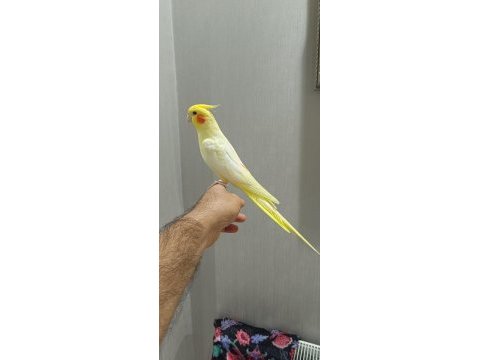 Erkek sultan papağanı