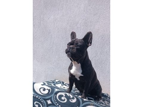 Blue taşıyıcı micro dişi french bulldog