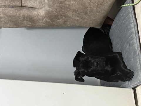Cane corso sahiplendirilecektir