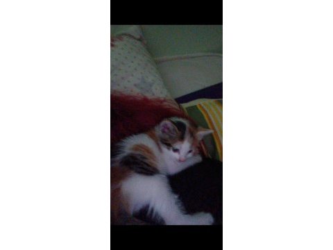 48 günlük dişi kedi