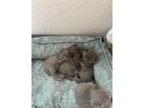 British shorthair 4 yavru