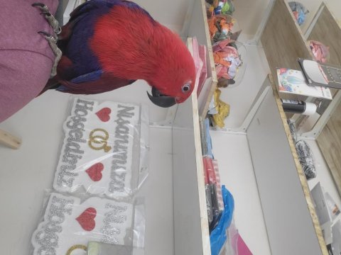 Dişi ve erkek eclectus papağanı