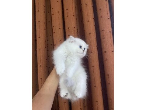 British longhair silver point erkek