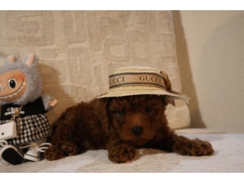 Kore poodle yavrularımız teslime hazırdır