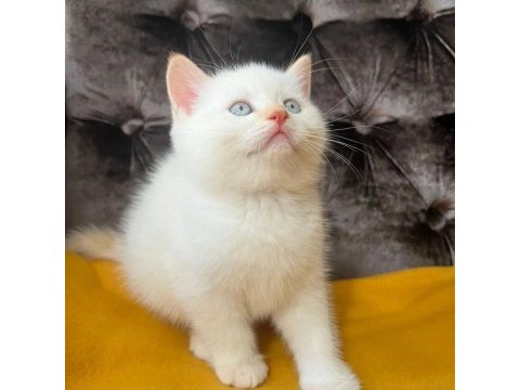 British shorthair yavruları