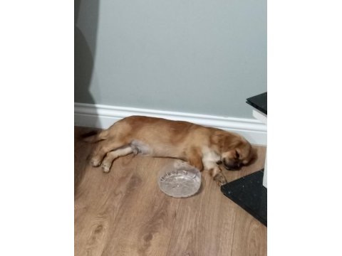 Pekinez köpeğim