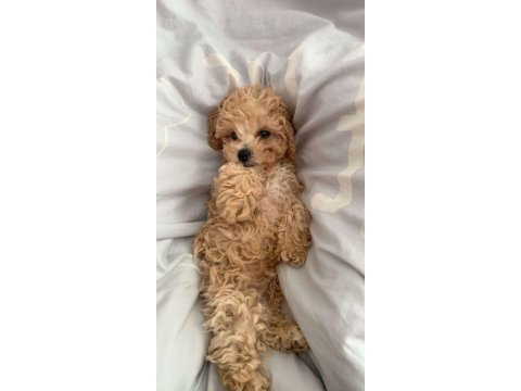 Poodle gibi maltipoo bebekler