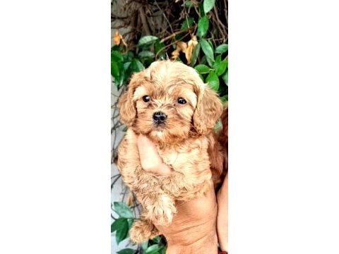 Maltipoo efsane bebekler