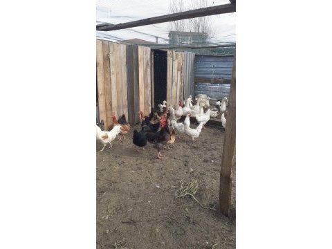 Ördek tavuk ve horoz