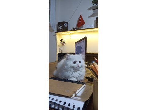 British longhair yavrular