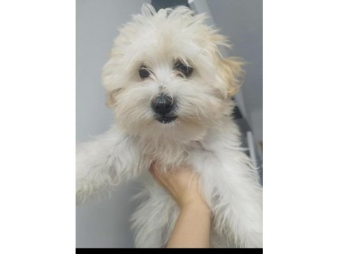Sanslı maltipoo