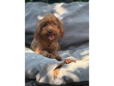 2 yaş dişi toy poodle