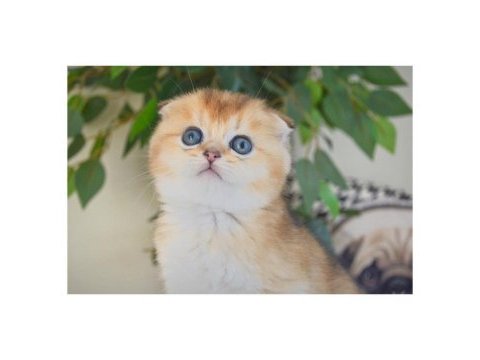 Scottish fold dişi yavrum