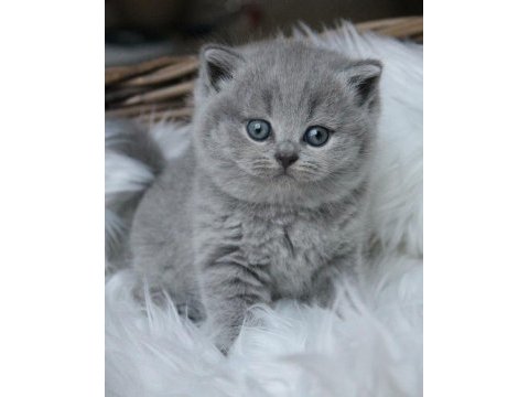 Top kafa panda surat scottish fold bebekler