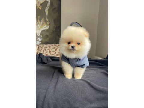 Boo surat pomeranian yavrular