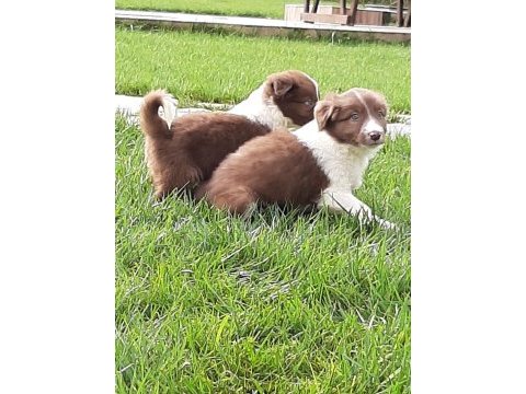Ruhsatli çiflikten özel border collie yavruları 