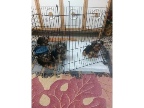 Yorkshire terrier bebekler