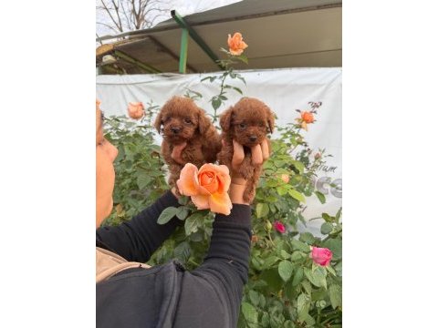 Kore toy poodle yavrularımız