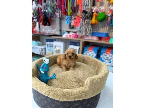 Kore maltipoo yavrumuz yeni ailesini bekliyor