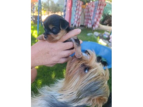 Bir avuç mutluluk köpeğimiz
