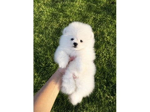 Üst düzey erkek kusursuz karbeyaz pomeranian boo