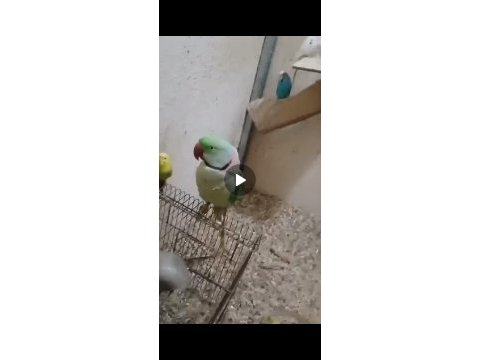 Pakistan papağanlarımız taze geldiler